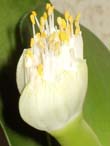 Гемантус белоцветковый - Haemanthus albiflos
